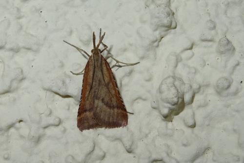 Synaphe punctalis
